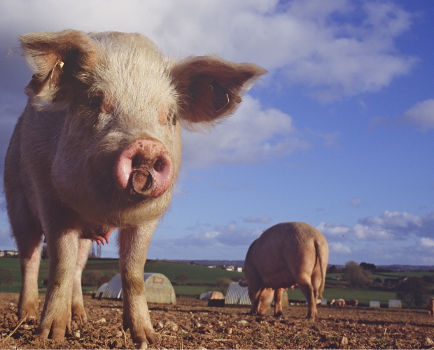 Natural England critised for hindering rural businesses